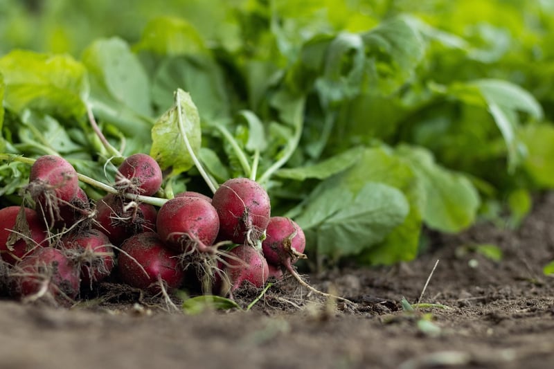 Fresh vegetables